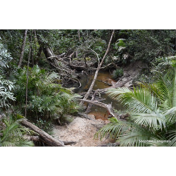 Lush vegetation along the creek beds