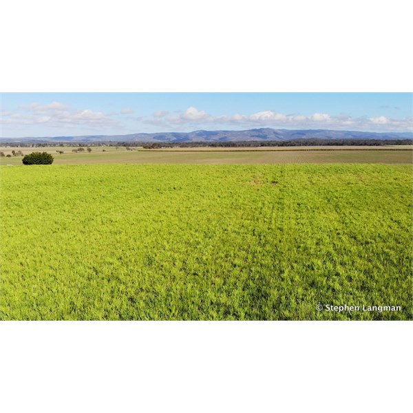 Over the Sugar Cane Fields