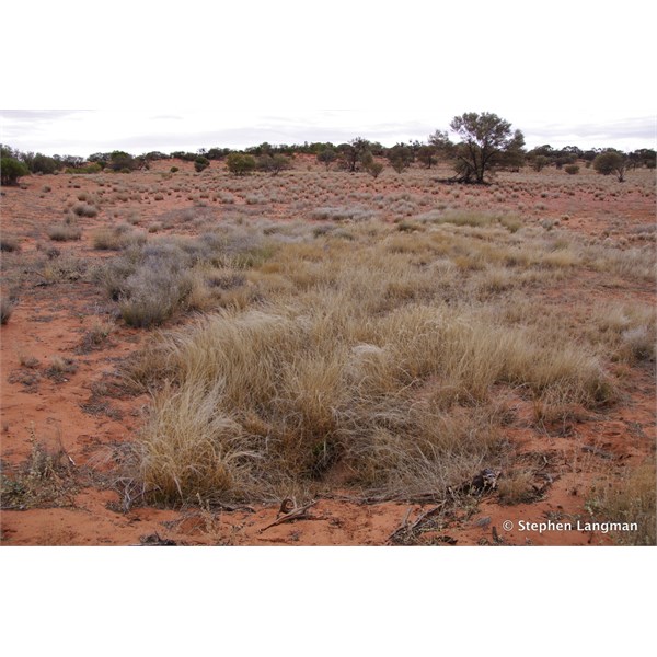 This is an abandoned Aboriginal Native Well along the Anne Beadell