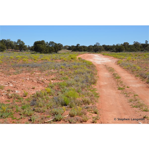 Along the Anne Beadell Highway