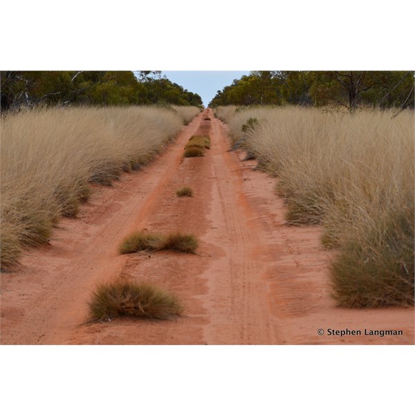 Spinifex country heading south