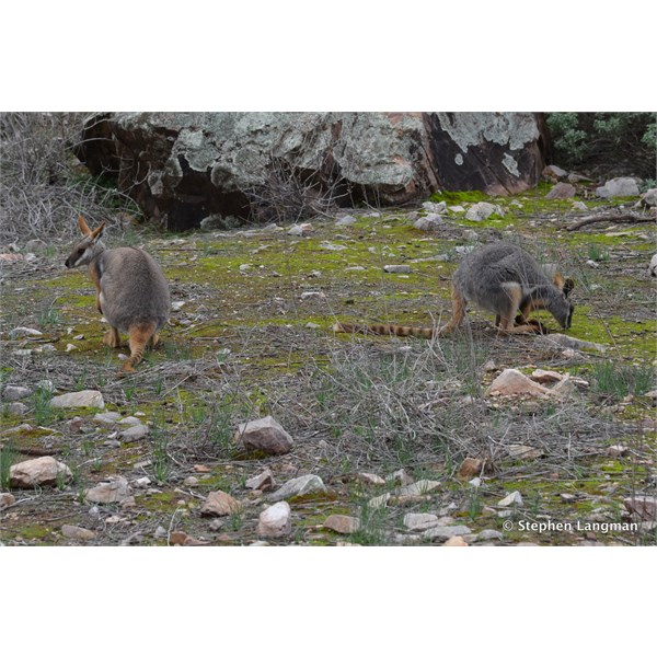 Yellow Footed Rock Wallabies in the wild - Flinders Ranges