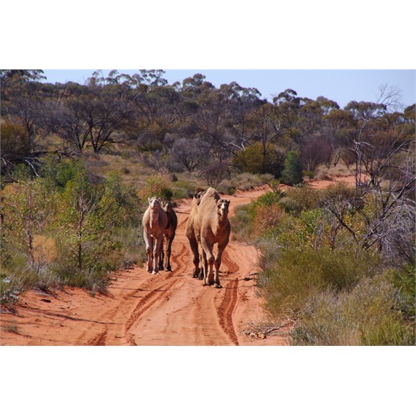 Traffic jams are rare out on the Anne Beadell 