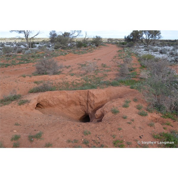 How rain transforms the outback