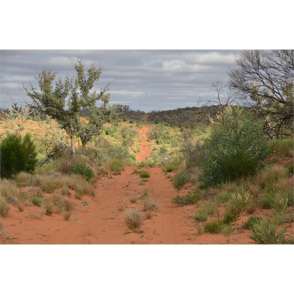 Regrowth of both special in  remote area of the Great Victoria Desert