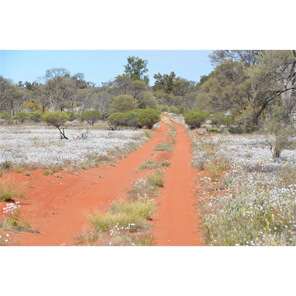 The Emu Road in bloom