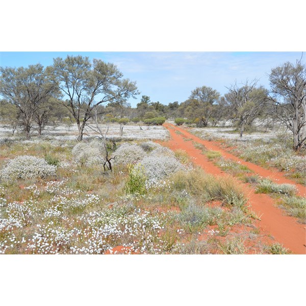 The Emu Road in bloom