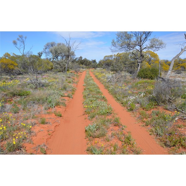 The Emu Road in bloom