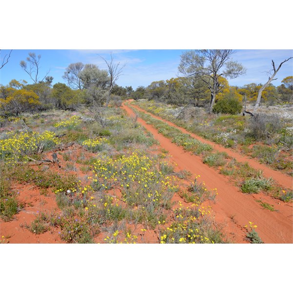 The Emu Road in bloom