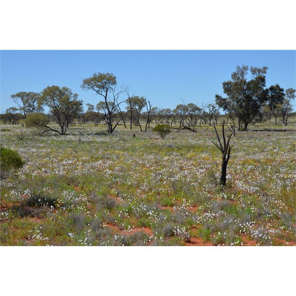 The Emu Road in bloom