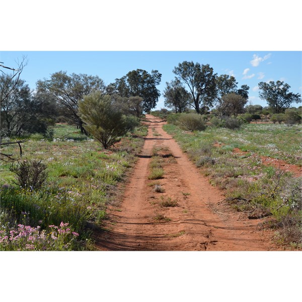 The Emu Road in bloom