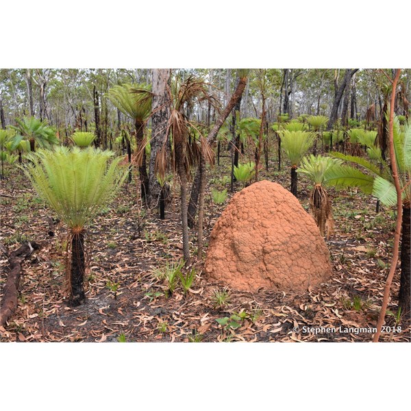 Arnhem Land Traditional Burning