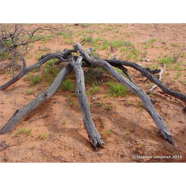 Simpson Desert- remains of Aboriginal wirily  