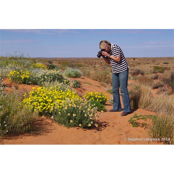 The many faces of the Simpson Desert