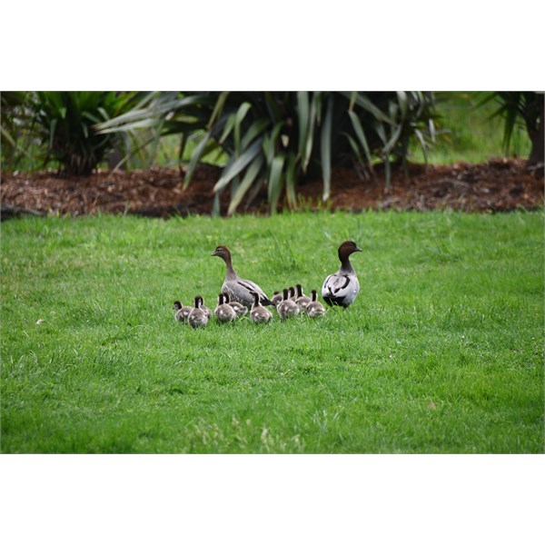 Mum n Dad with new ducklings