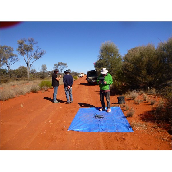 Friends of the Great Victoria Desert doing vegetation surveys on the re-aligned road.