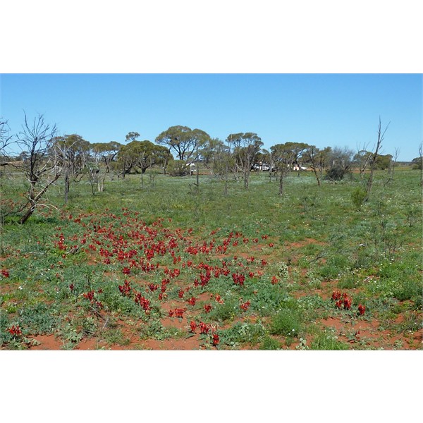 Emu camp site