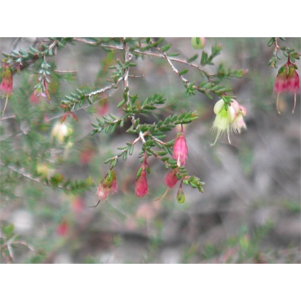 Darwinia, possibly leptantha