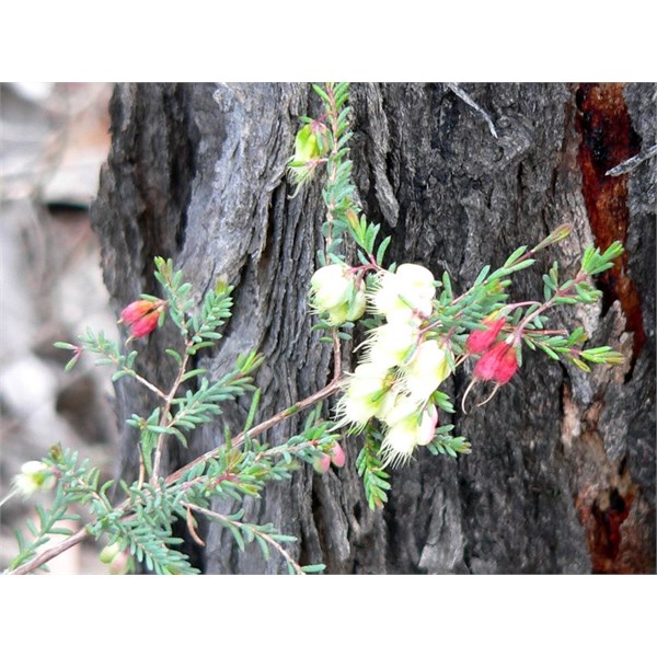 Darwinia, maybe leptantha