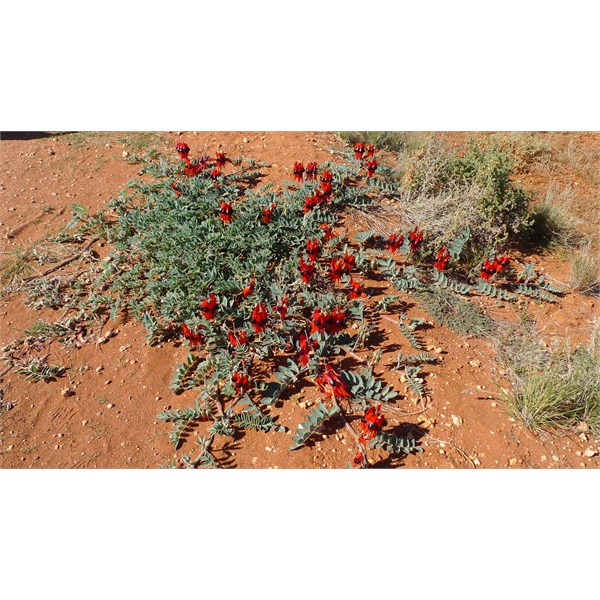 Desert Pea