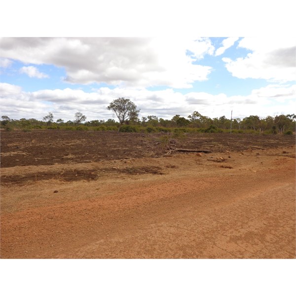 Rubber Vine - North of Gulf Developmental Road.