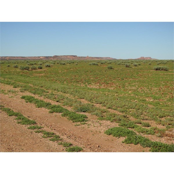 Mayne Range from Diamantina River Road