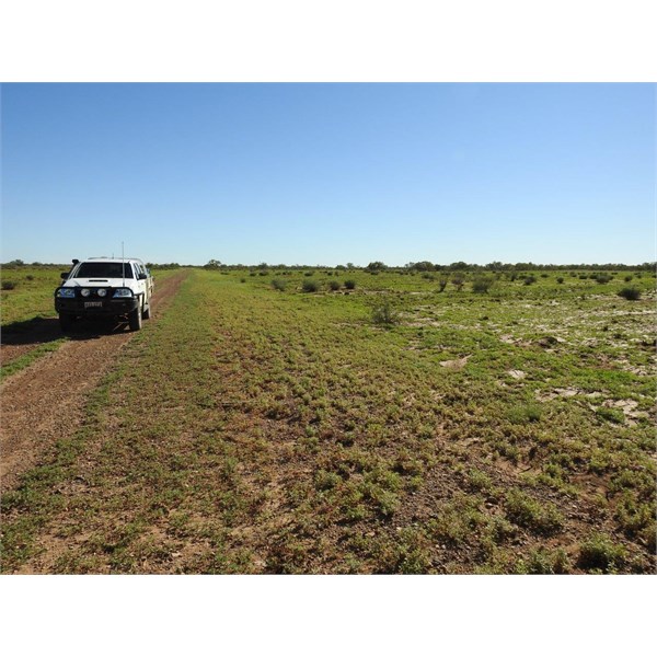 On Diamantina River Road, near Lake Billyer.