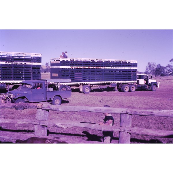 Loading AACo steers on Buntine Roadways, to Avon Downs NT - 1971