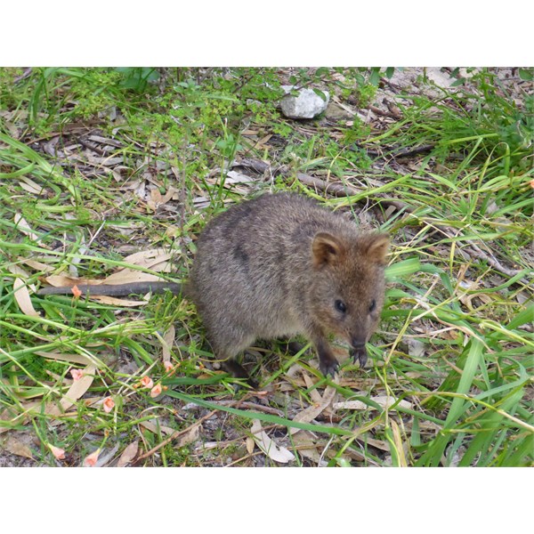 Quokka