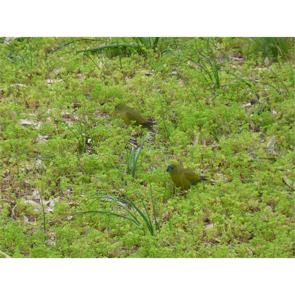 Rock Parrots