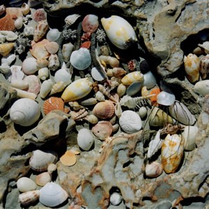 80 Mile Beach - sea shells by the sea shore