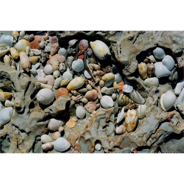 80 Mile Beach - sea shells by the sea shore