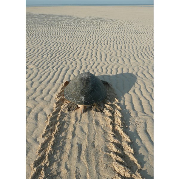 Ashmore Reef - West Island - Green Turtle