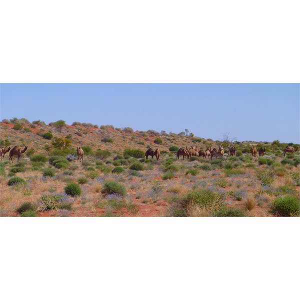 Madigan Line 2015 Camels