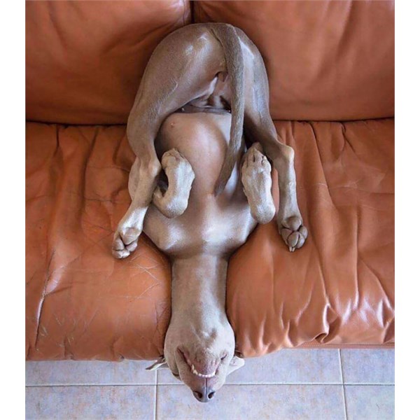 dog sleeping