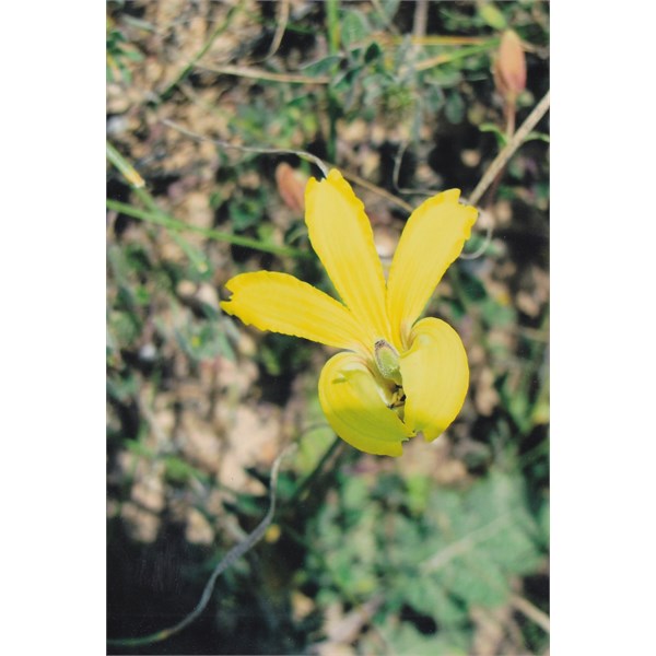 Wildflower Identification