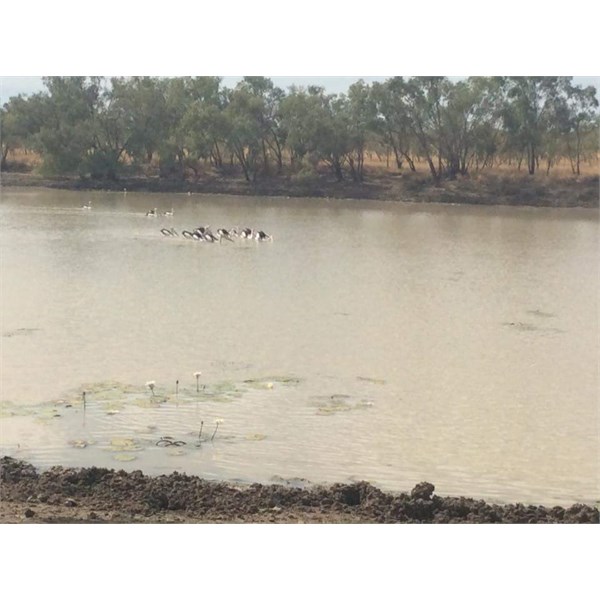 Camooweal Waterhole - May 2015