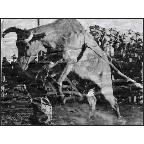 photo from Warwick Rodeo, taken in 1931