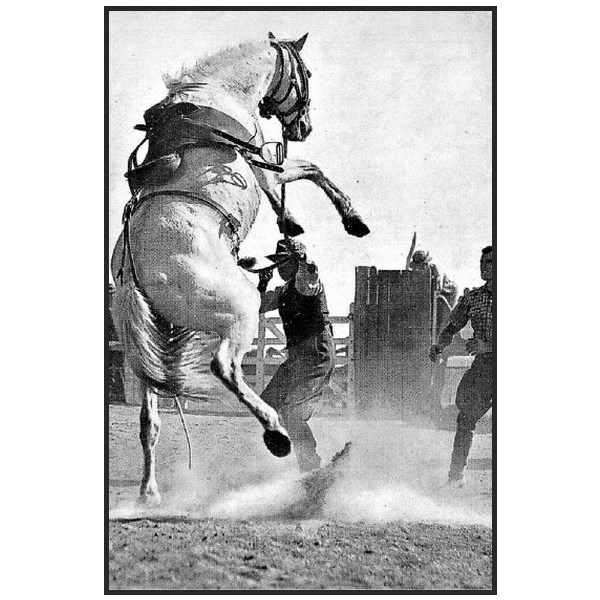 The infamous horse of the Warwick Rodeo, Arrawidgee (Grey Ghost) in 1936.