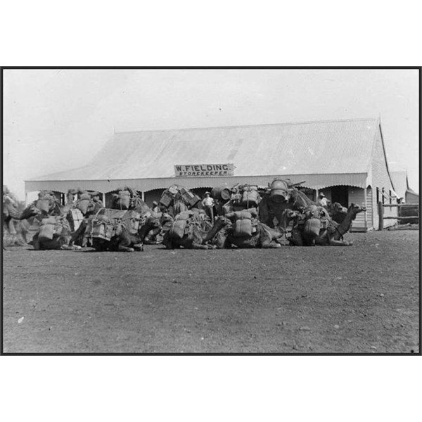Camel team resting in front of the general store in Boulia,1900