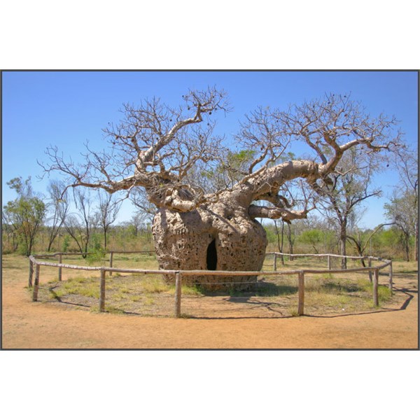 The Boab Prison Tree