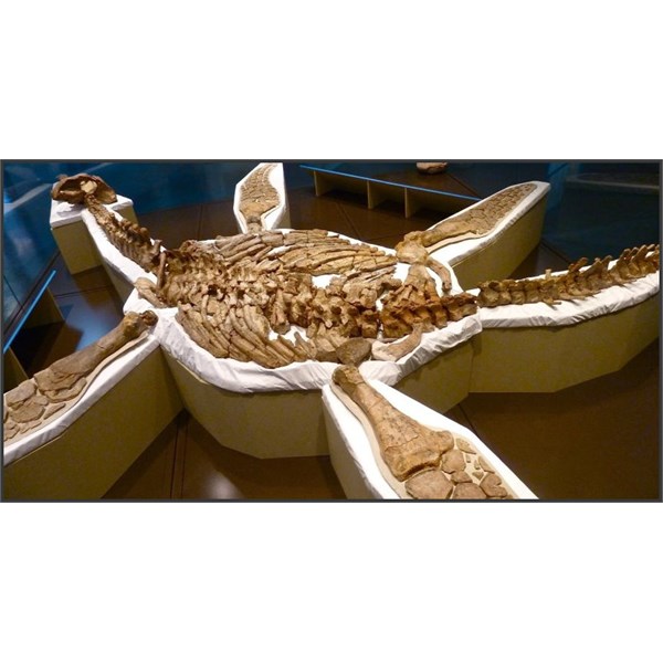 Short-Necked Pliosaur