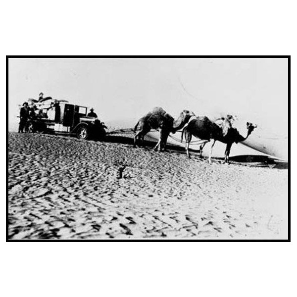 Help from camels on the Maree-Birdsville mail