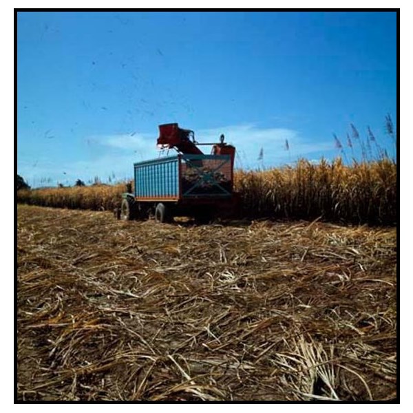 Sugar harvesting Mossman 1969