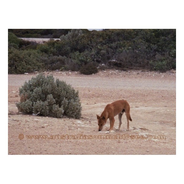 Dingo beside Eyre Highway