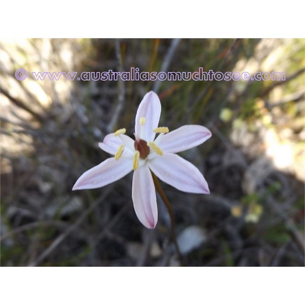 Wildflowers of Western Australia