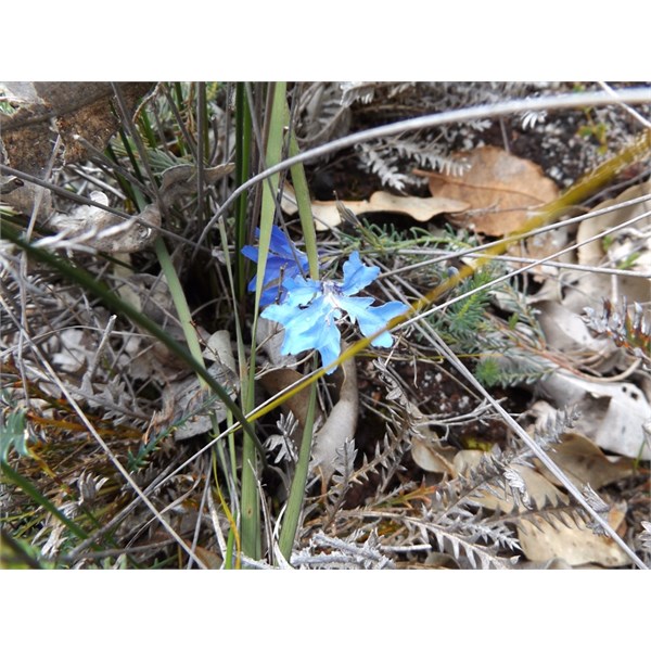 Wildflowers