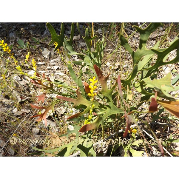 Wildflowers