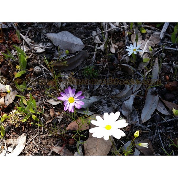 Tiny bush daisies