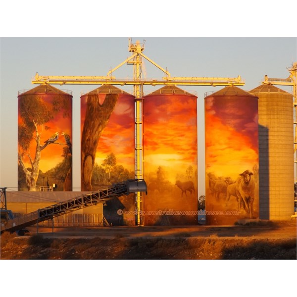 Thallon painted silos glowing at dawn